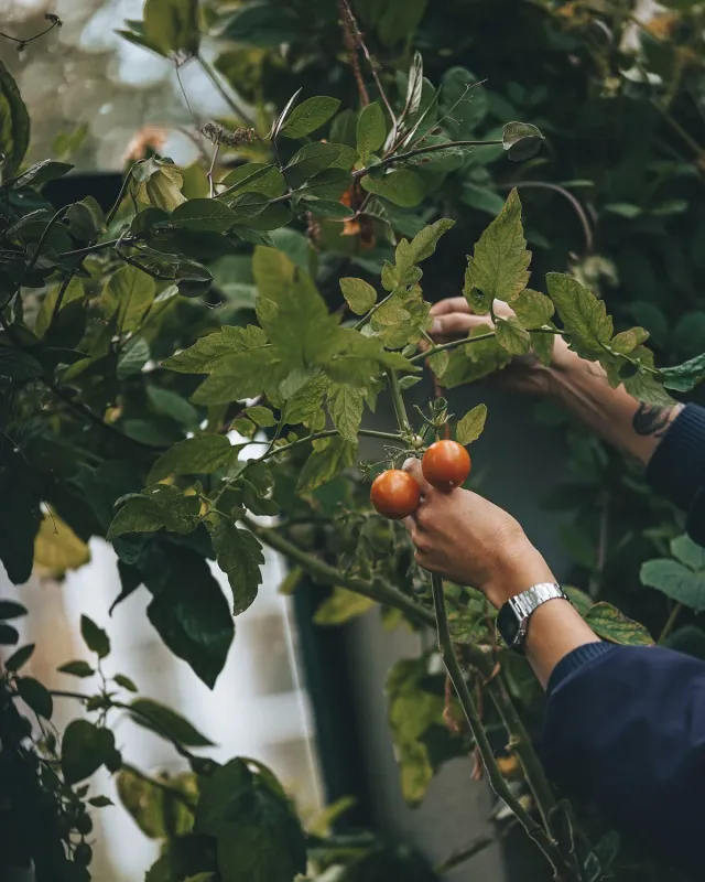 Svenska Gödselbolaget Jordnära Tomatgödsel 2,5 liter NPK