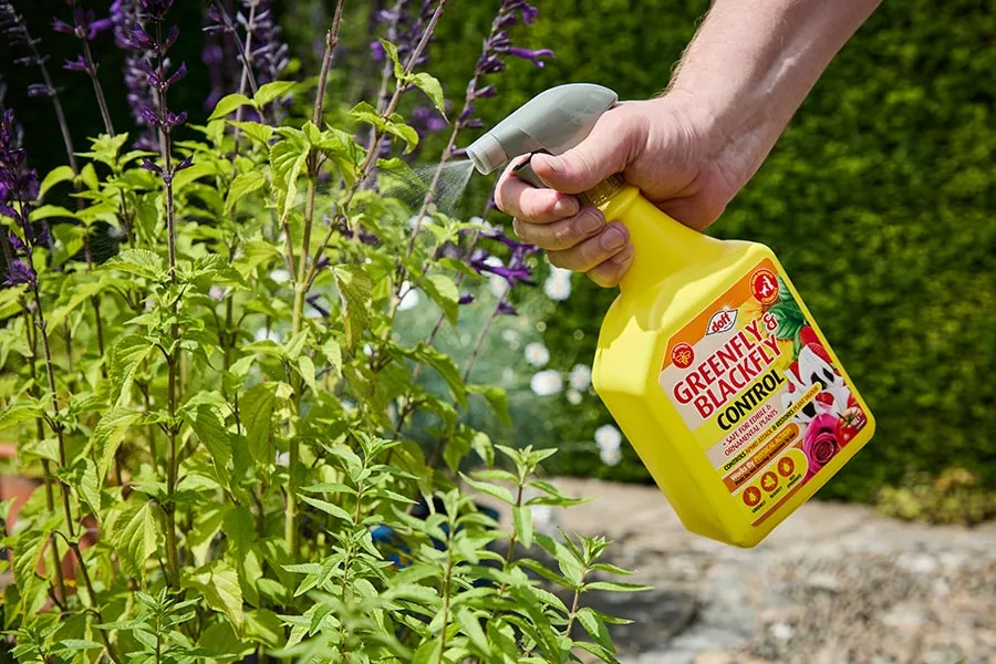 Doff Greenfly Blackfly bladlusspray mot bladlöss